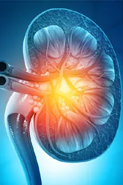 World Kidney Cancer Day 2025: Recurrent UTIs in women may lead to kidney problem2