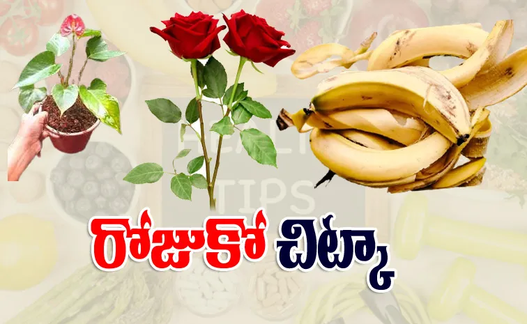 Tip of th Day Banana peel best fertiliser for balcony plants2