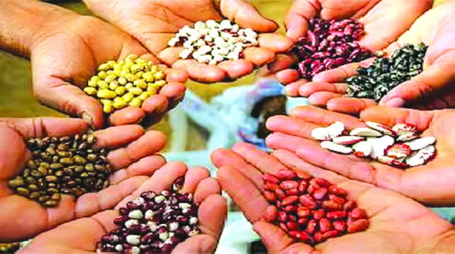 విత్తనోత్పత్తికి ప్రోత్సాహం
