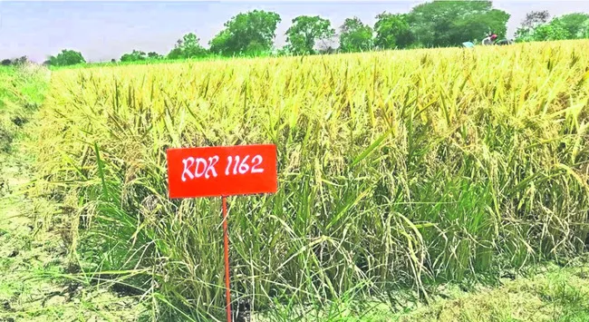 రుద్రూర్ వరి ఆర్డీఆర్–1162