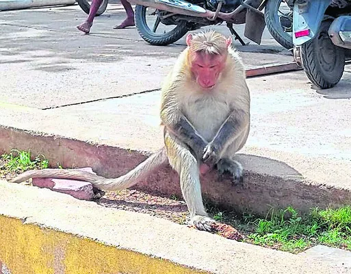 ప్రసూ
