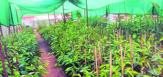వన మహోత్సవానికి వేళాయె