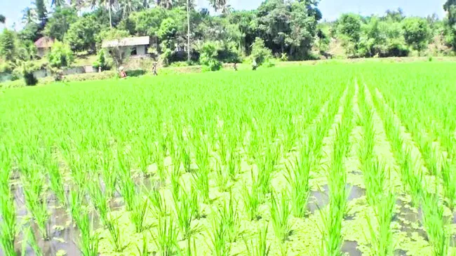 జీవన ఎరువులతో ఉపయోగాలెన్నో 