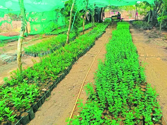వన మహోత్సవానికి సన్నద్ధం