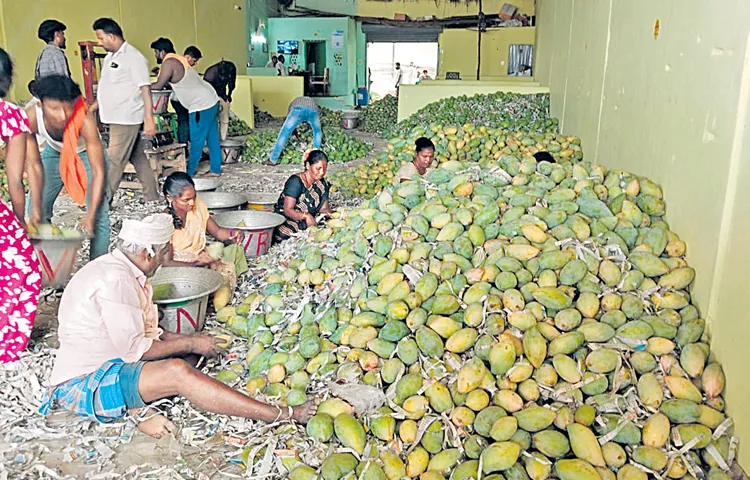 There is no price for Totapuri Mango in the market