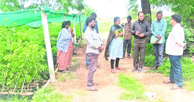 మొక్కల పెంపకంపై ప్రత్యేక దృష్టి 