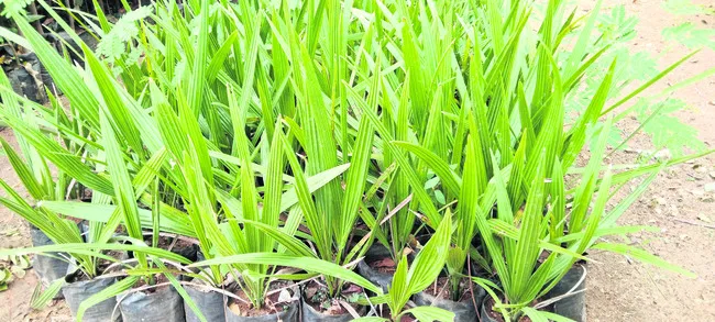 ఈత, ఖర్జూర మొక్కలకు ప్రాధాన్యం