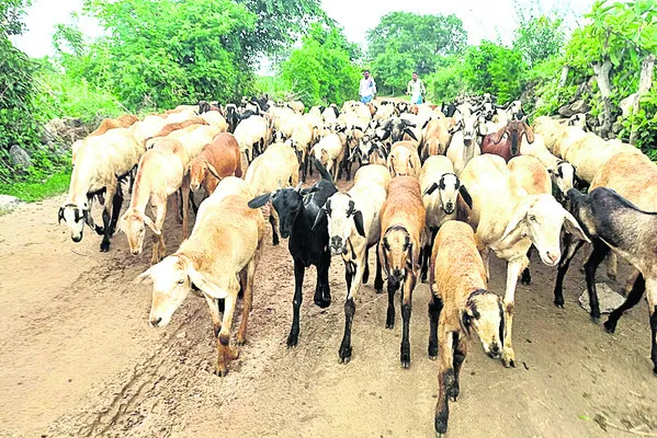 పశువు