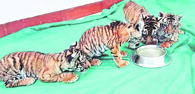 వేట న