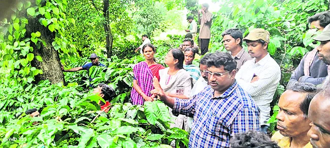 కాఫీలో సమగ్ర సస్యరక్షణతో అధిక దిగుబడి