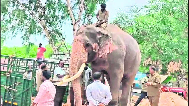 ముసలిమడుగుకు మరో కుంకీ ఏనుగు