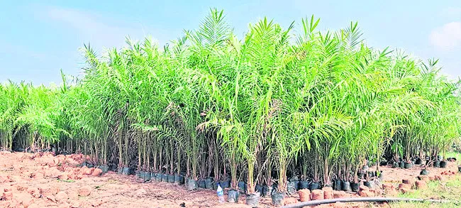 మానవ తప్పిదమేనా!?