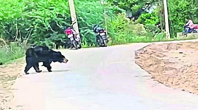 జఫర్గఢ్లో ఎలుగుబంట్ల సంచారం