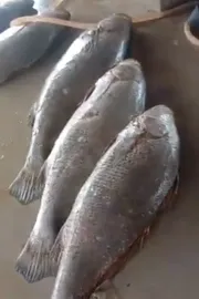 Telia Bhola fish Fisherman becomes millionaire overnight4