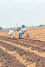 Reduced area under cultivation in 2024-25, lower yields7