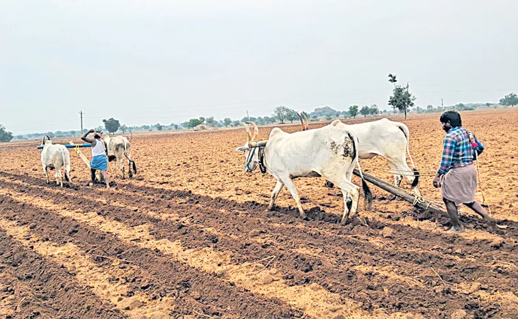 Reduced area under cultivation in 2024-25, lower yields