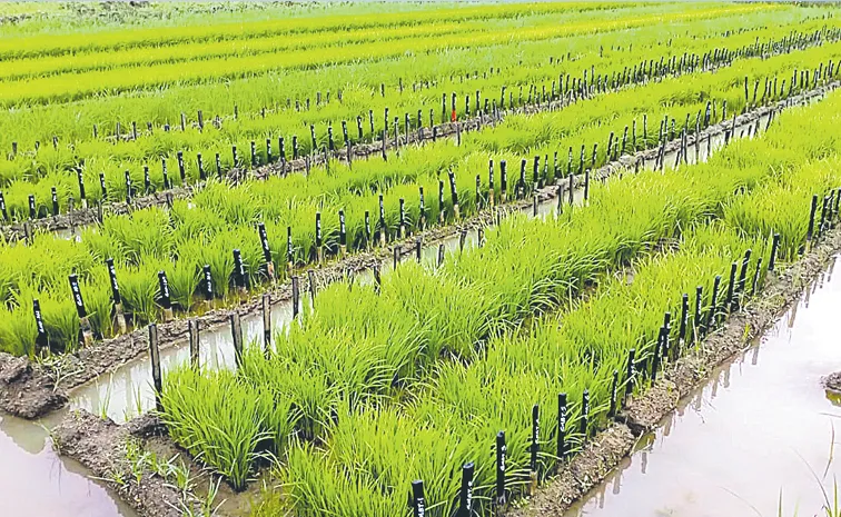 Rice research centers making quality varieties available