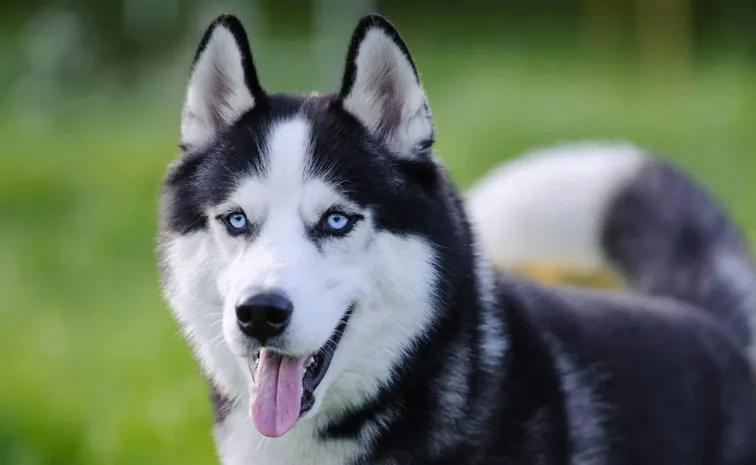 Our dog is missing have you seen it?