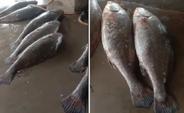 Telia Bhola fish Fisherman becomes millionaire overnight3
