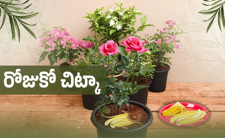 Tip of th Day Banana peel best fertiliser for balcony plants
