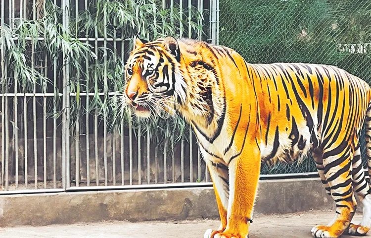 Tiger enclosure work halted due to transfers of senior officials
