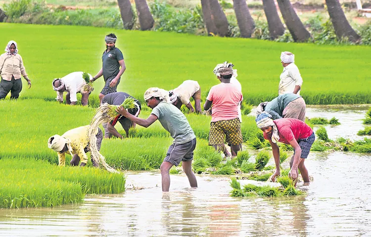 Reduced cultivated area in the state and declining yields