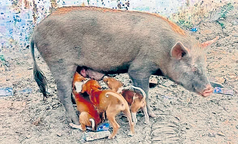 Hungry Puppies Get Milk From Pig