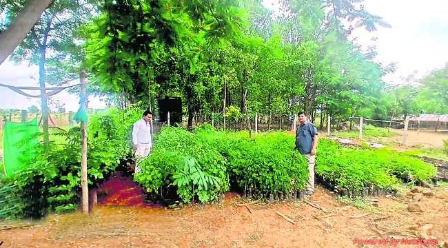 పచ్చద