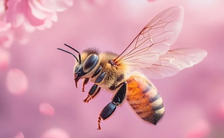 Honey bees Social signal through the waggle dance1