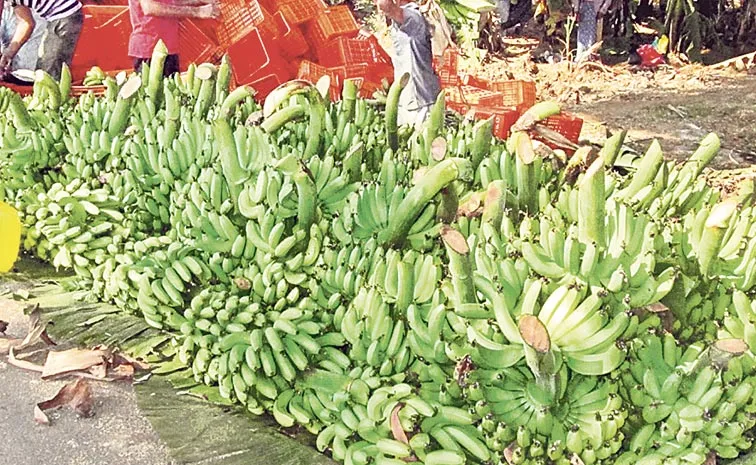 loss to ap farmers: Andhra pradesh