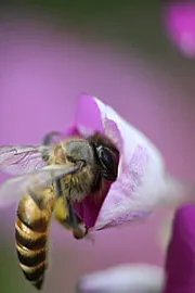 Honey bees Social signal through the waggle dance1