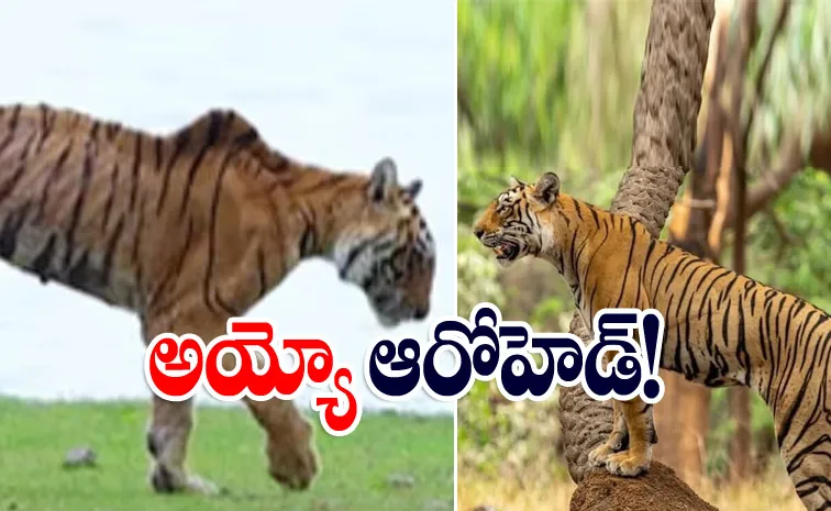 ఒకప్పటి ఆ రాజసం వేరేలేవల్.. పాపం చివరిక్షణాల్లో ఇలా!