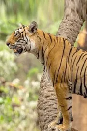 Ranthambore iconic tigress Arrowhead final walk Video Melt Internet2