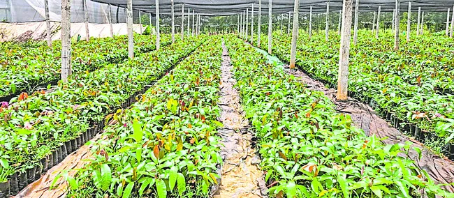 ఫల క్షేత్రం.. రైతుకు ఊతం
