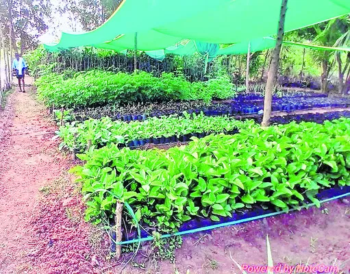 వన మహోత్సవానికి సిద్ధం