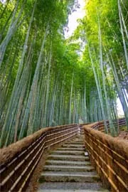 All You Need to Know About Arashiyama Bamboo Forest Japan1