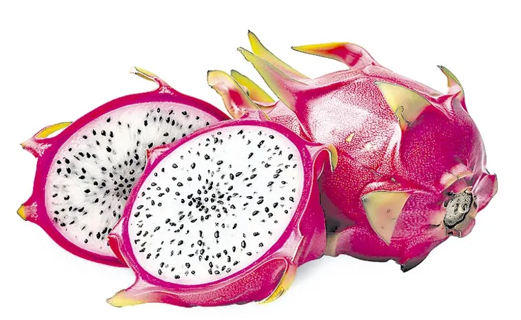 Dragon Fruit Cultivation: Anakapalle District
