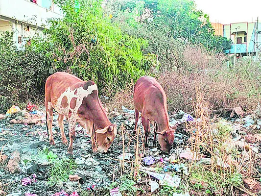 పాలిథిన్‌.. పాయిజన్‌!