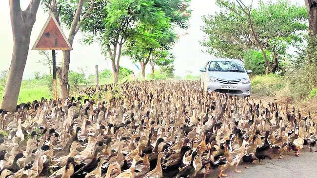 ఫ బాతులే జీవనాధారం