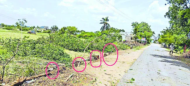 పచ్చని చెట్లపై గొడ్డలివేటు