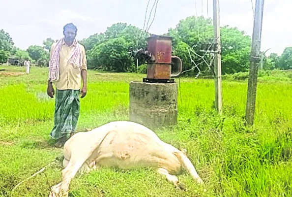 విద్యుత్ షాక్తో ఎద్దులు మృతి