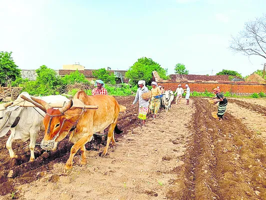 ఎడ్ల
