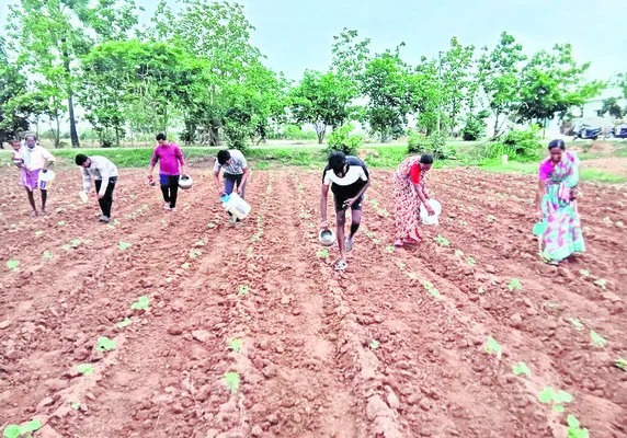 ● పత్తి రైతు కష్టాలు