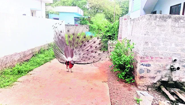 నెమలి