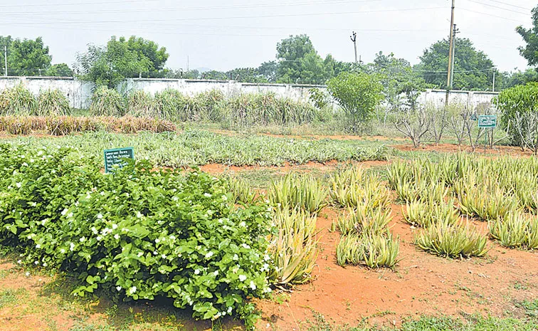 Medicinal plants and its benefits full details here sagubadi1