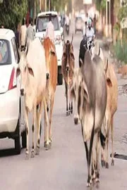 Two Dalits tonsured, paraded on charges of stealing cows4
