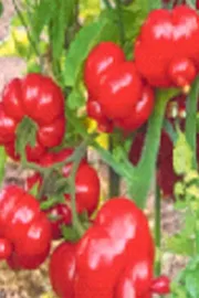 Sagubadi  indigenous tomatoes Seeding festival in Mysore7