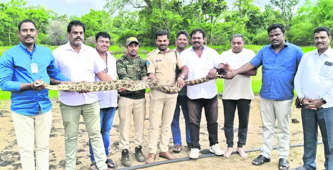 నల్లమల అడవిలోకి కొండచిలువ 