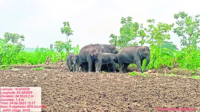 ఆపదలో