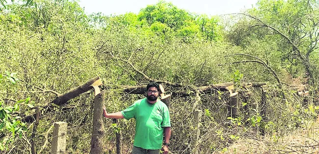 కొమ్మలు కాదు.. చెట్లే నరికేశారు..!